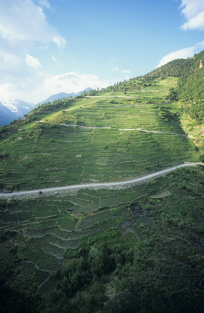 Visperterminen, Wallis, Schweiz