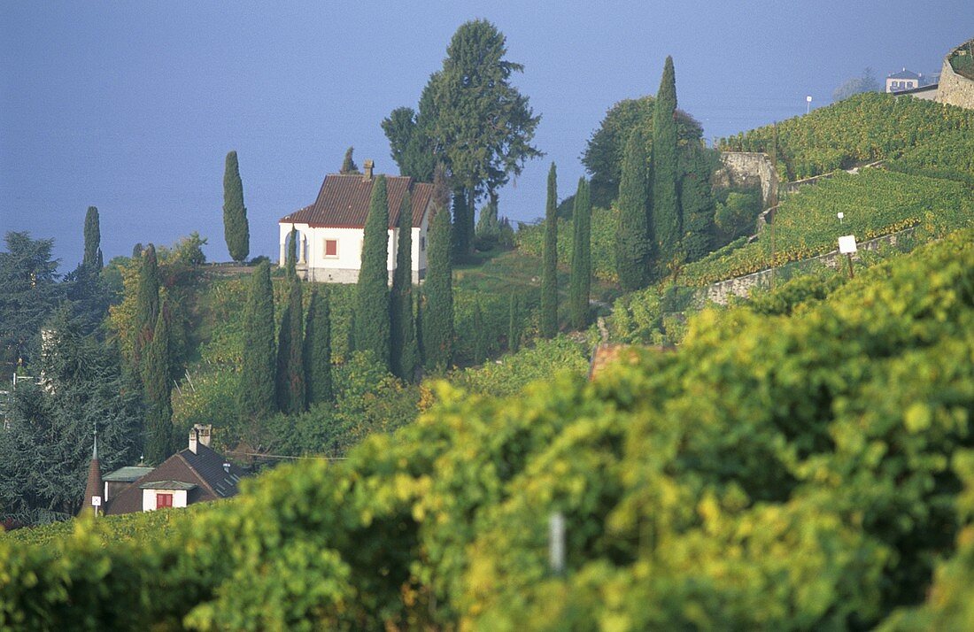 Wine-growing near St. Saphorin, Lavaux, Vaud, Switzerland