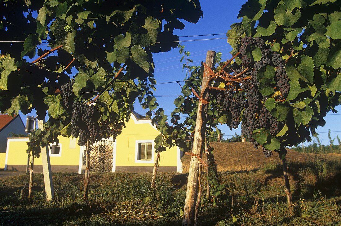 Wine-growing in Kamptal, Lower Austria