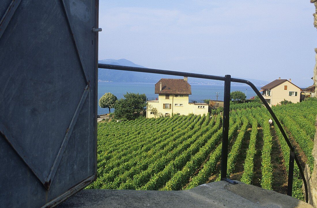 Weinbau bei Lavaux, Waadt, Schweiz