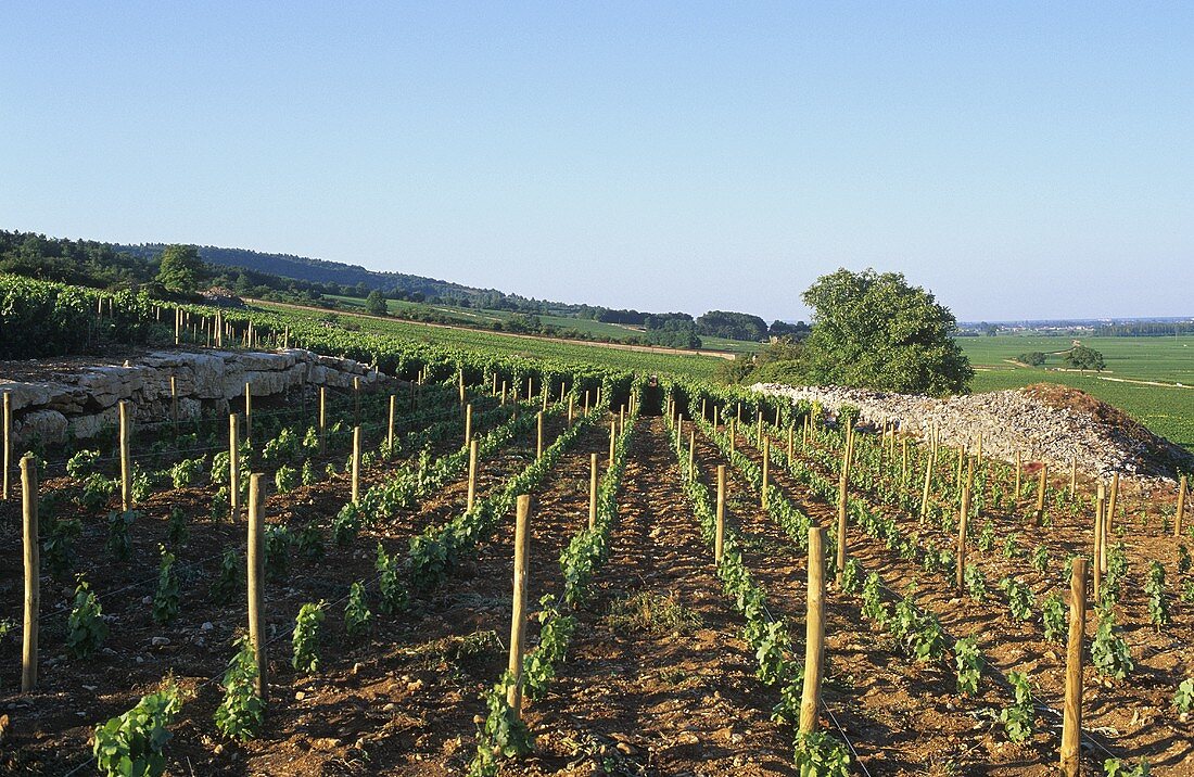 Rows of vines near Puligny-Montrachet, Burgundy, France