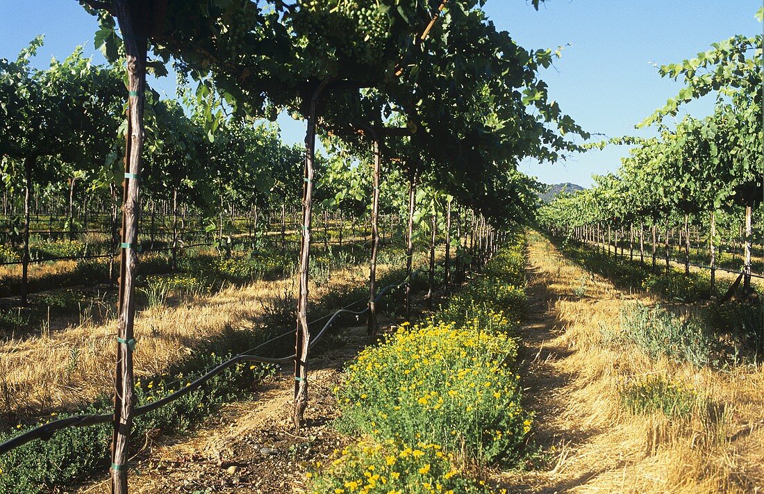 Frei Ranch Vineyard, Gallo Family Vineyards, Sonoma Valley