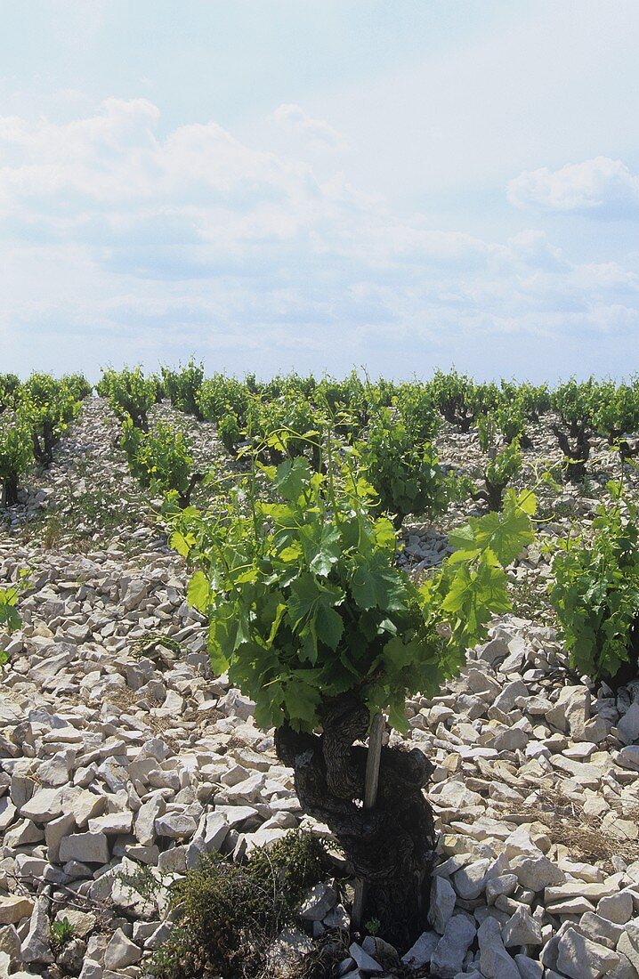 Vineyard on stony soil, Chateauneuf-du-Pape, France