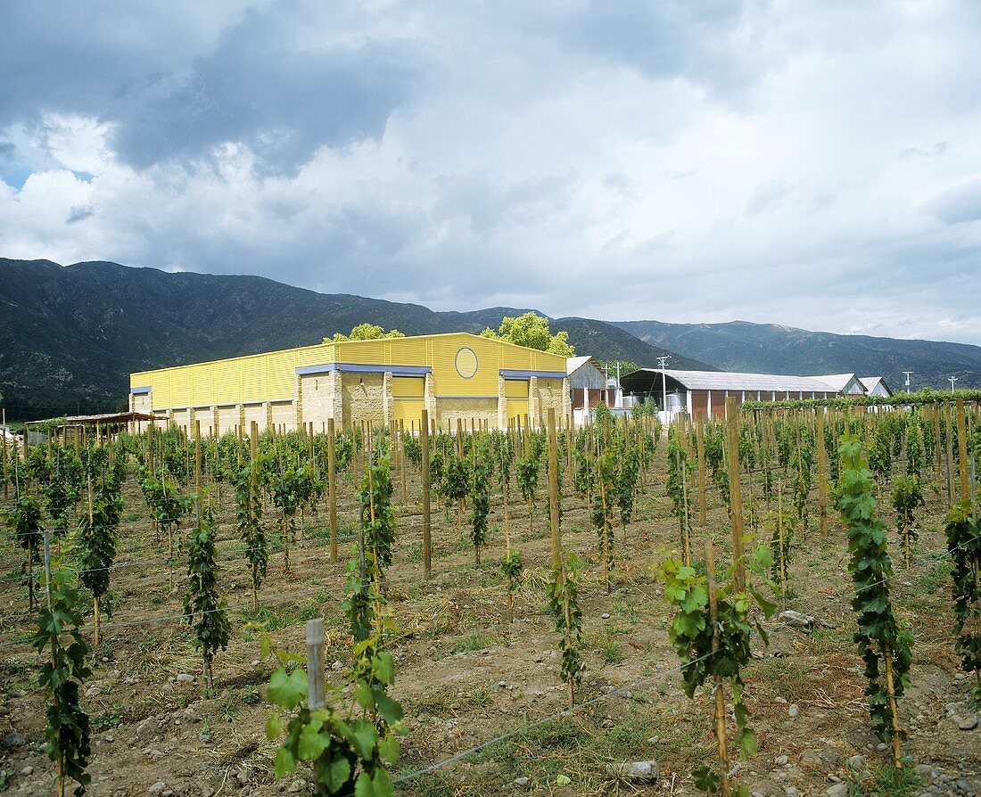 Weingut Viña La Rosa, Peumo, Rapel Valley, Chile