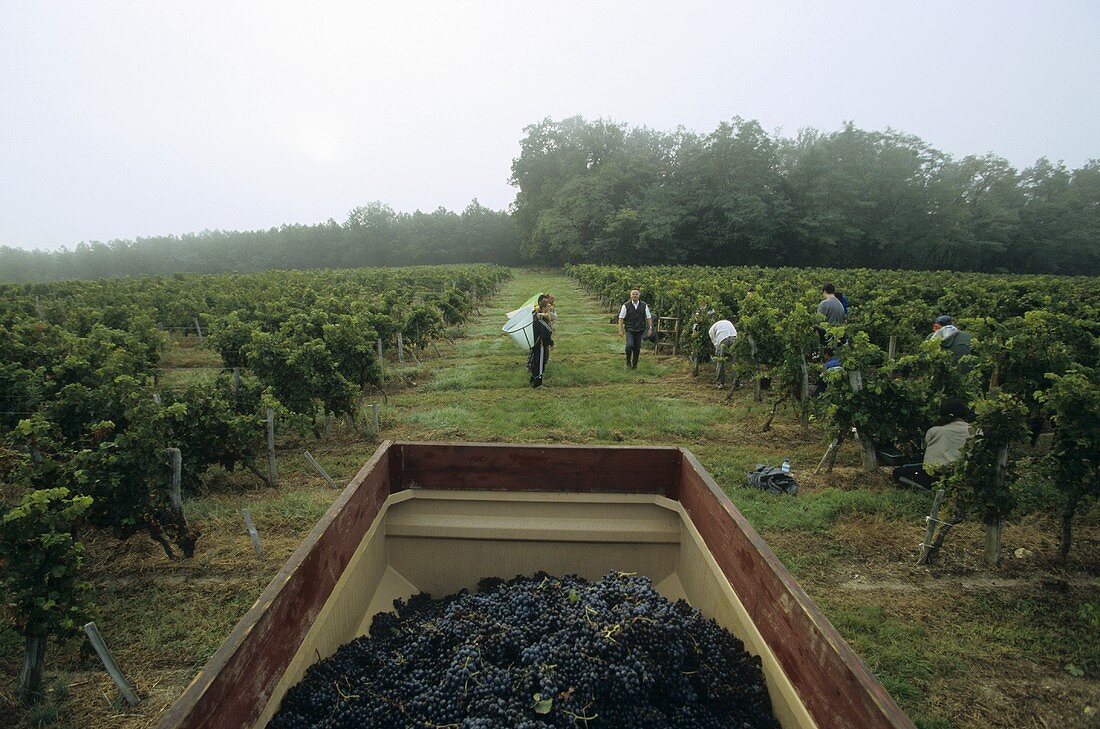 Weinlese, Château Montlau, Entre-Deux-Mers, Frankreich