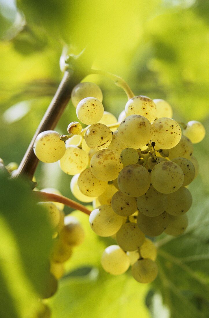 Semillon-Trauben, Entre-Deux-Mers, Frankreich