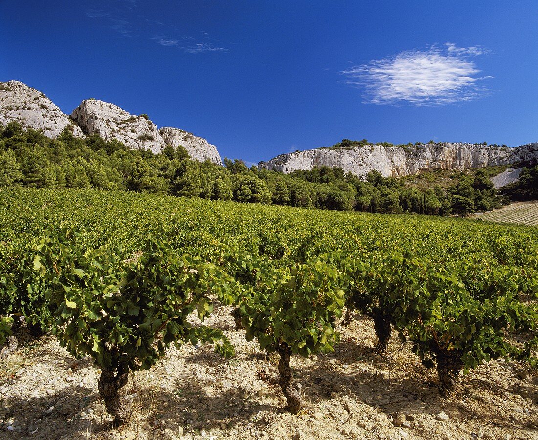 Weingebiet Coteaux du Languedoc vor dem Felsmassiv la Clape, Frankreich