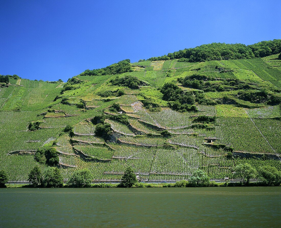 Typische Weinberge im Mosel-Saar-Ruwer-Gebiet, Deutschland