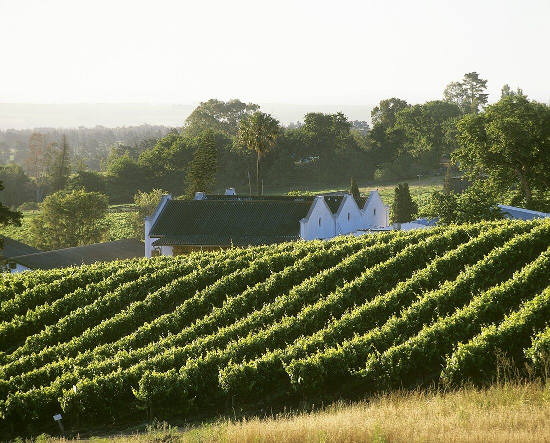 Vineyard of Landskroon Estate, Paarl, S. Africa