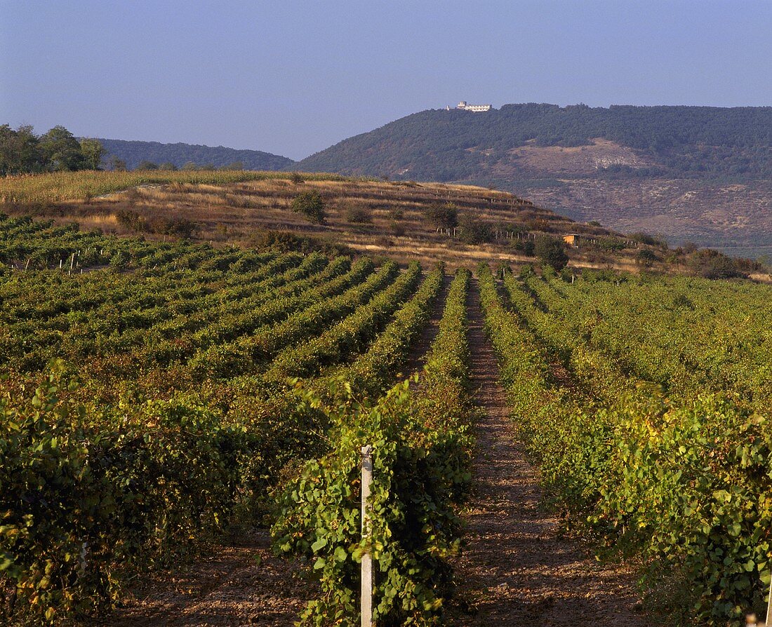 Weinbau östlich von Novi Pazar, Bulgarien