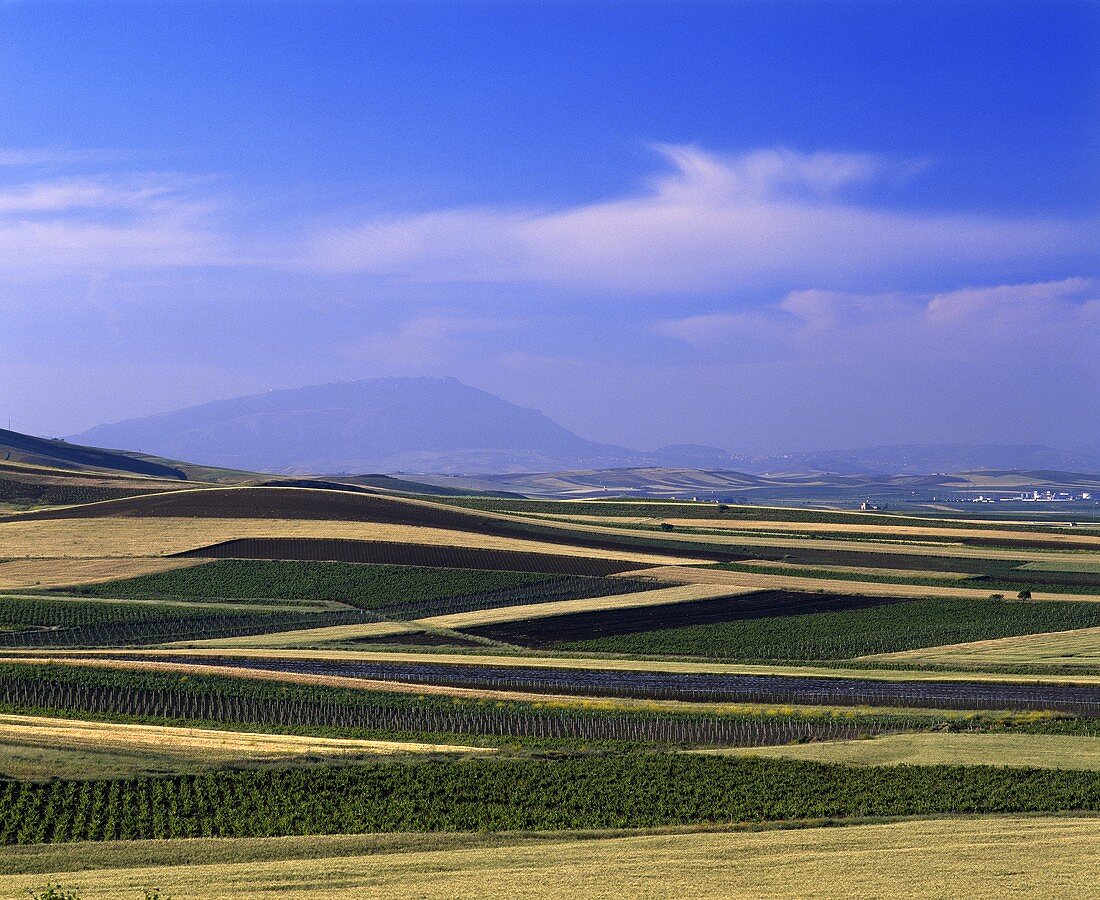 Weinbau östlich von Marsala, Provinz Trapani, Sizilien, Italien