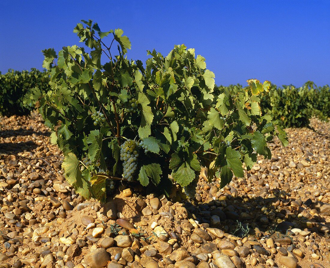 Verdejo-Rebstock, Rueda, Kastilien, Spanien