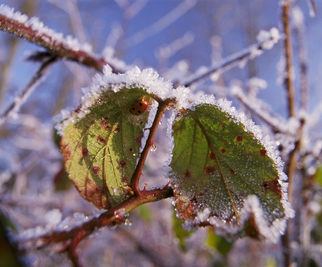 Marienkäfer auf gefrorenem Blatt, Groombridge, Kent, England
