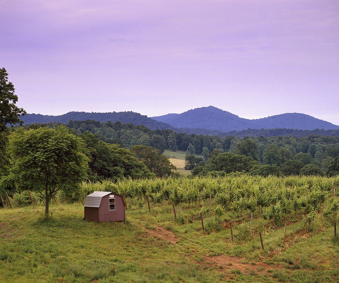 Misty Mountain Vineyards, bei Madison, Virginia, USA
