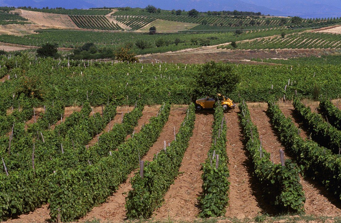 Weinbau nahe Negotino, Republik Mazedonien