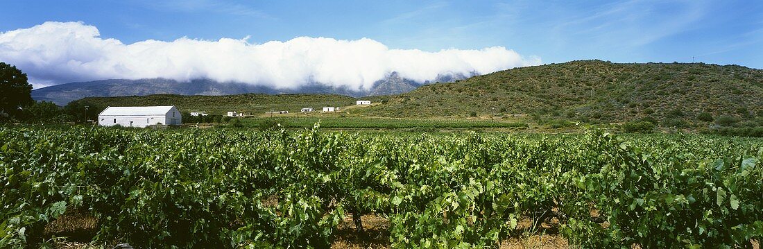 Vineyards near Barrydale, Klein Karoo, S. Africa