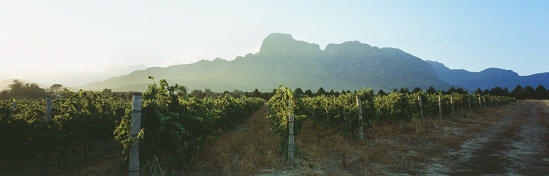 Morgens im Weinberg, Blick auf Groot Drakenstein, Südafrika