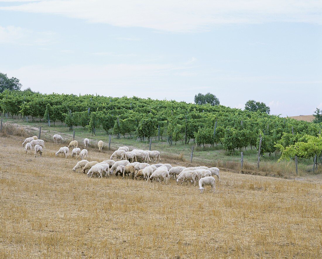 Sheep beside a vineyard, Bolgheri, Tuscany, Italy