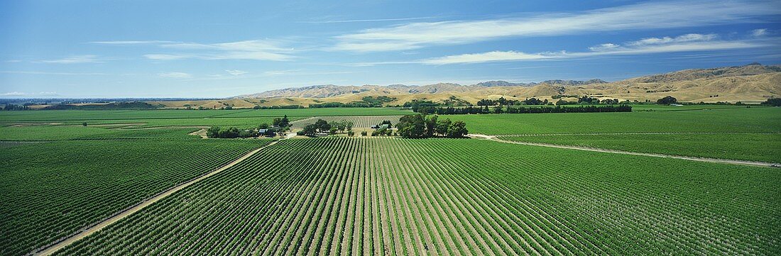 Montana's Brancott Estate, Blenheim, Marlborough, N. Zealand