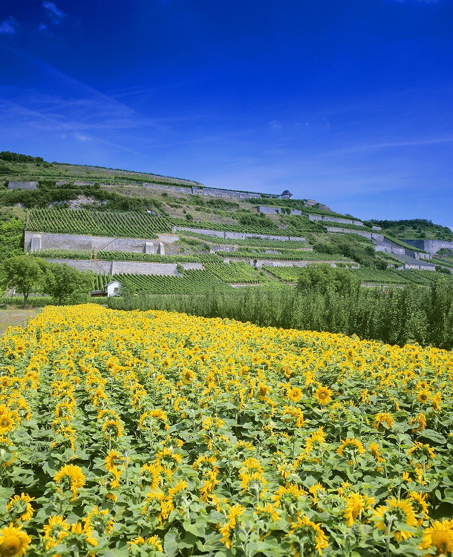 'Ihringer Winklerberg' individual vineyard site, Ihringen, DE