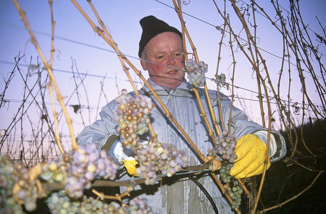 Picking grapes for ice wine, Nahe, Germany