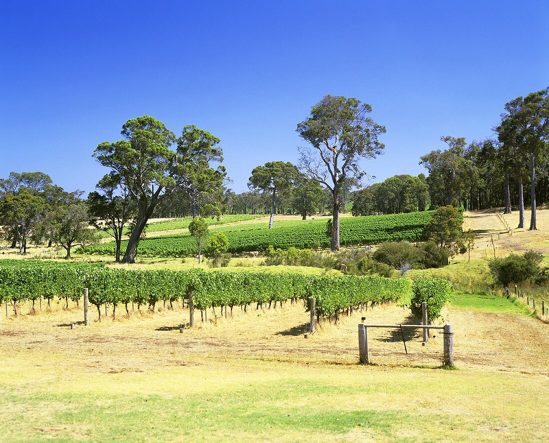 Biologischer Weinbau, Settlers Ridge, Cowaramup, Australien