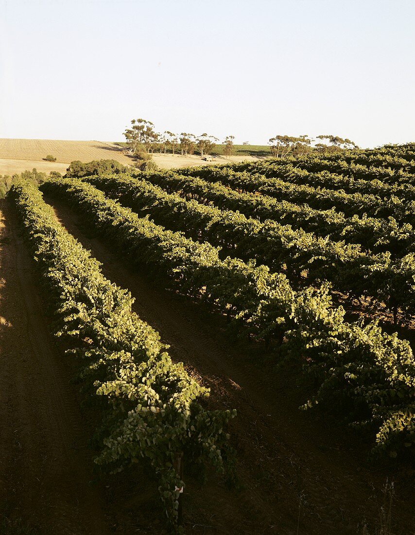 Wine-growing in Barossa Valley, S. Australia