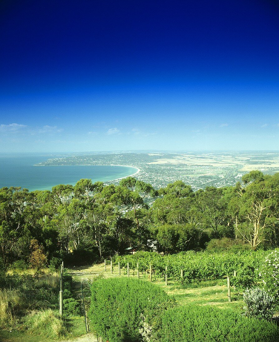 Weinberg, Mornington Peninsula, Victoria, Australien