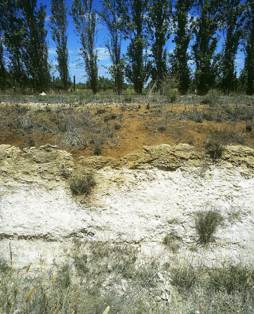 Bodenprofil (rote Erde, Kalkstein), Coonawarra, Australien