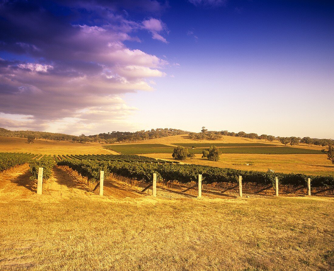 Vineyard of Montrose Estate, Upper Hunter Valley, Australia