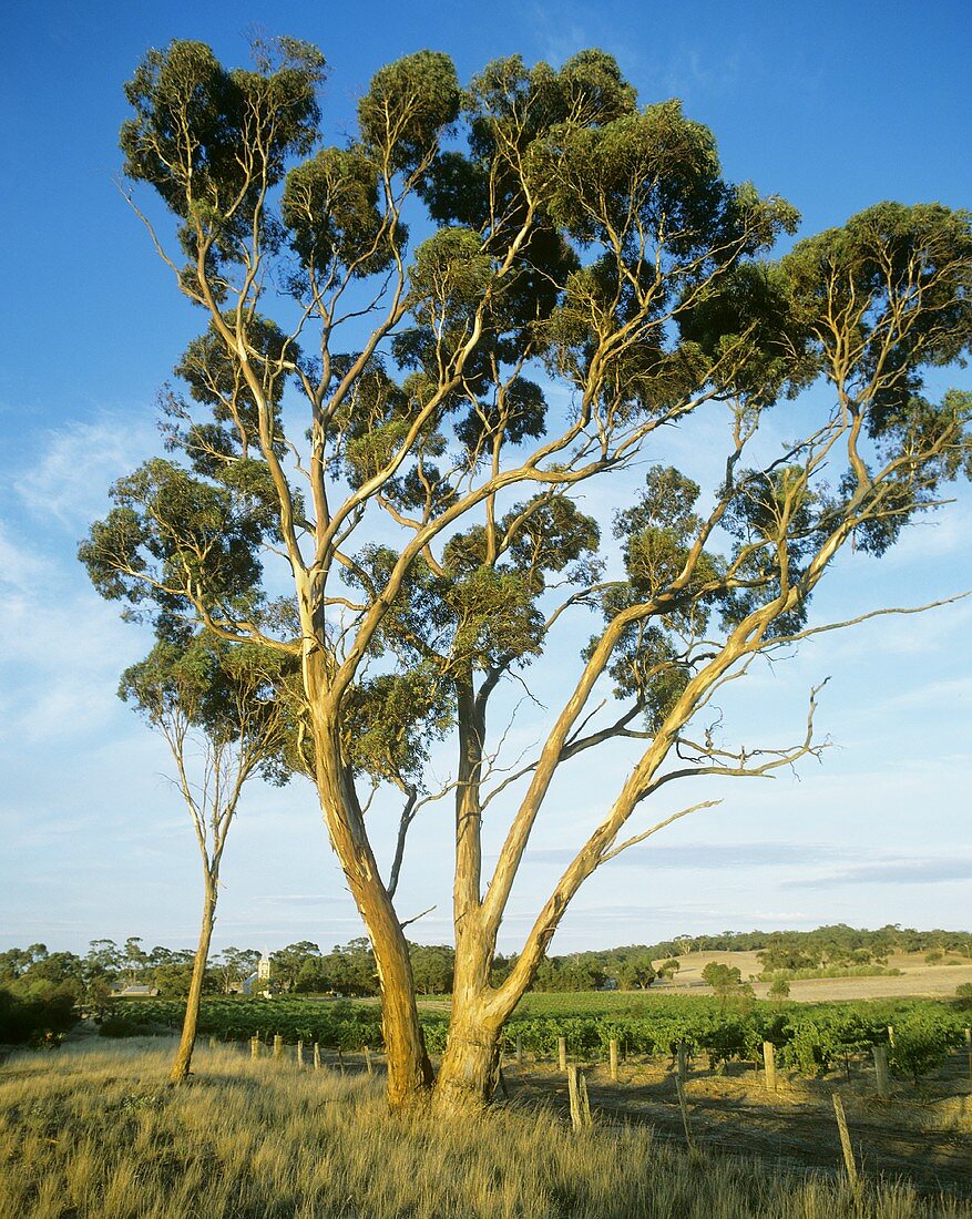 Henschke's Weinberg 'Hill of Grace', Eden Valley, Australien