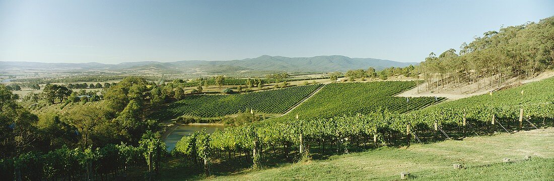 Vineyard of Coldstream Hills Estate, Yarra Valley, Australia