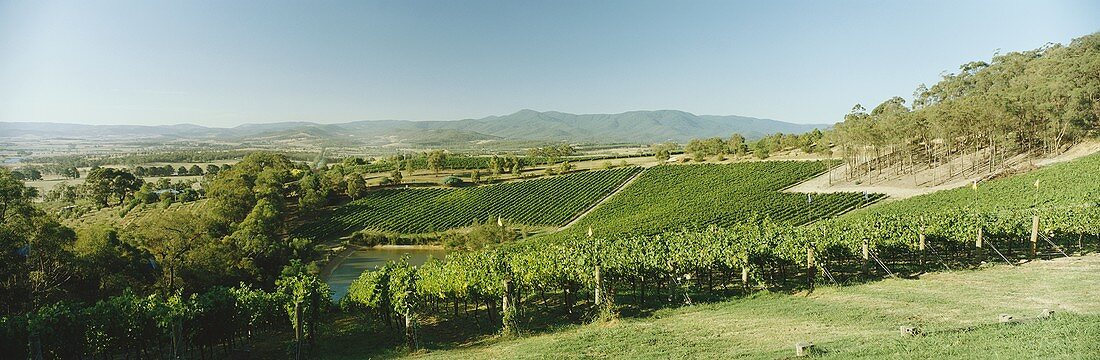 Weinberg des Guts Coldstream Hills, Yarra Valley, Australien