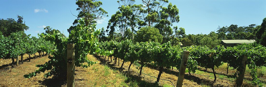 Vineyard of Leeuwin Estate, Margaret River, Australia