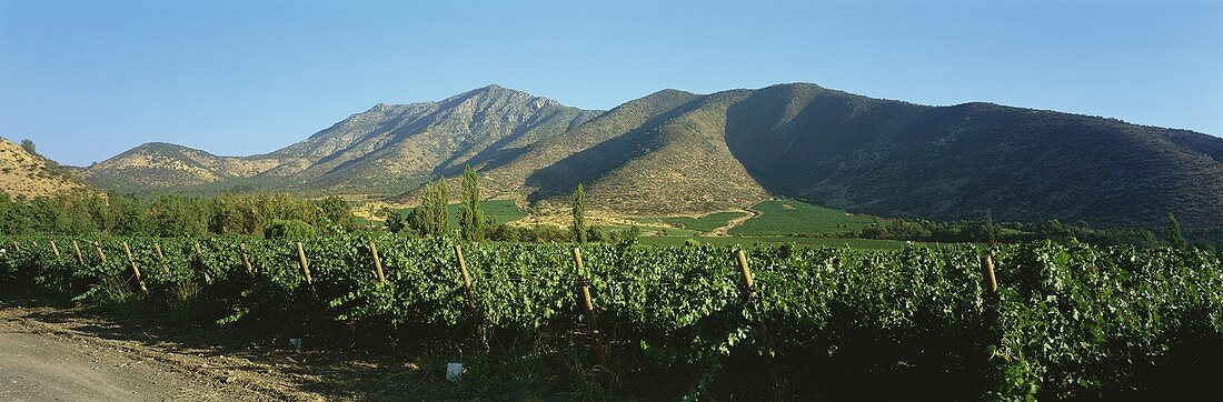 Vineyard of Santa Rita Estate, Maipo Valley, Chile