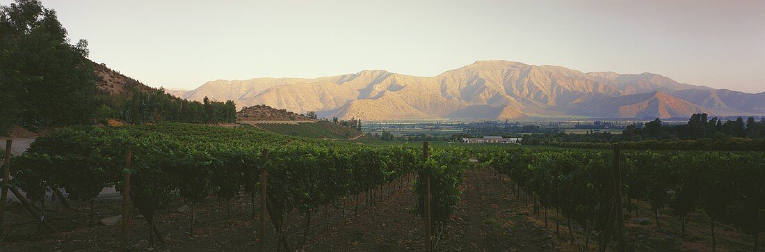 Vina Errazuriz Estate, Aconcagua Valley, Chile