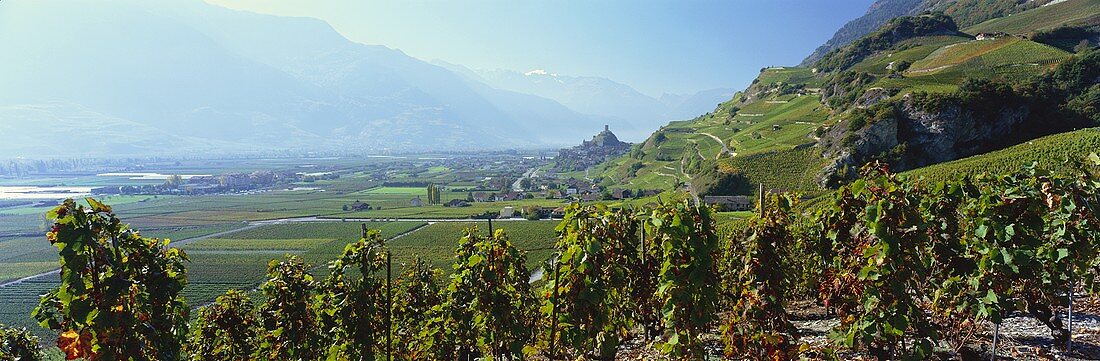 Blick über Weinberg auf Saillon, Wallis, Schweiz