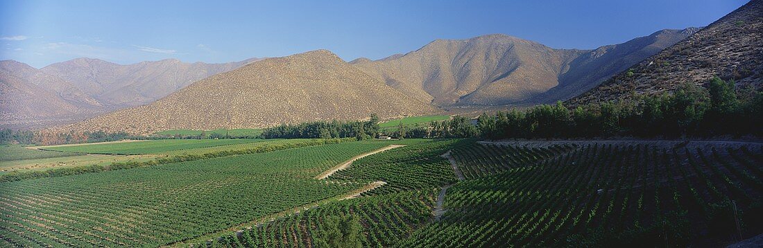 Vineyard of Vina Errazuriz Estate, Aconcagua Valley, Chile