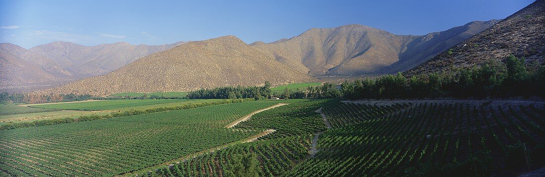 Weinberg der Vina Errazuriz, Aconcagua Valley, Chile