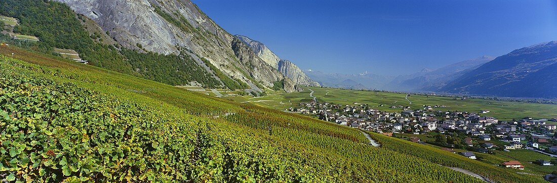 Weinbau nahe Chamoson, Wallis, Schweiz