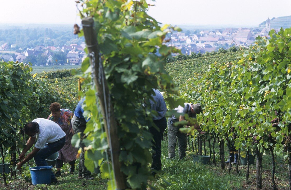 Grape-picking, Weingut Bercher-Schmidt, Oberrotweil, Germany