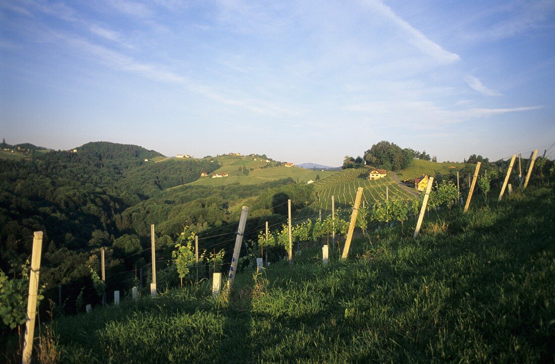 An der Südsteirischen Weinstrasse, Steiermark, Österreich