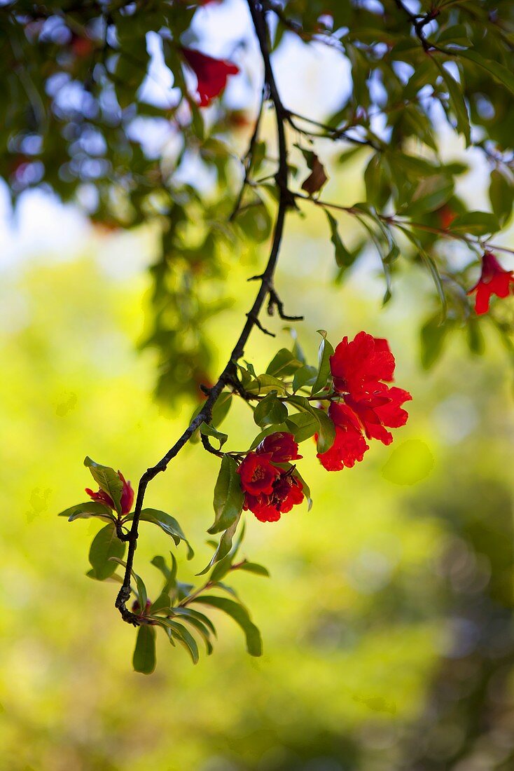 Pomegranate flower