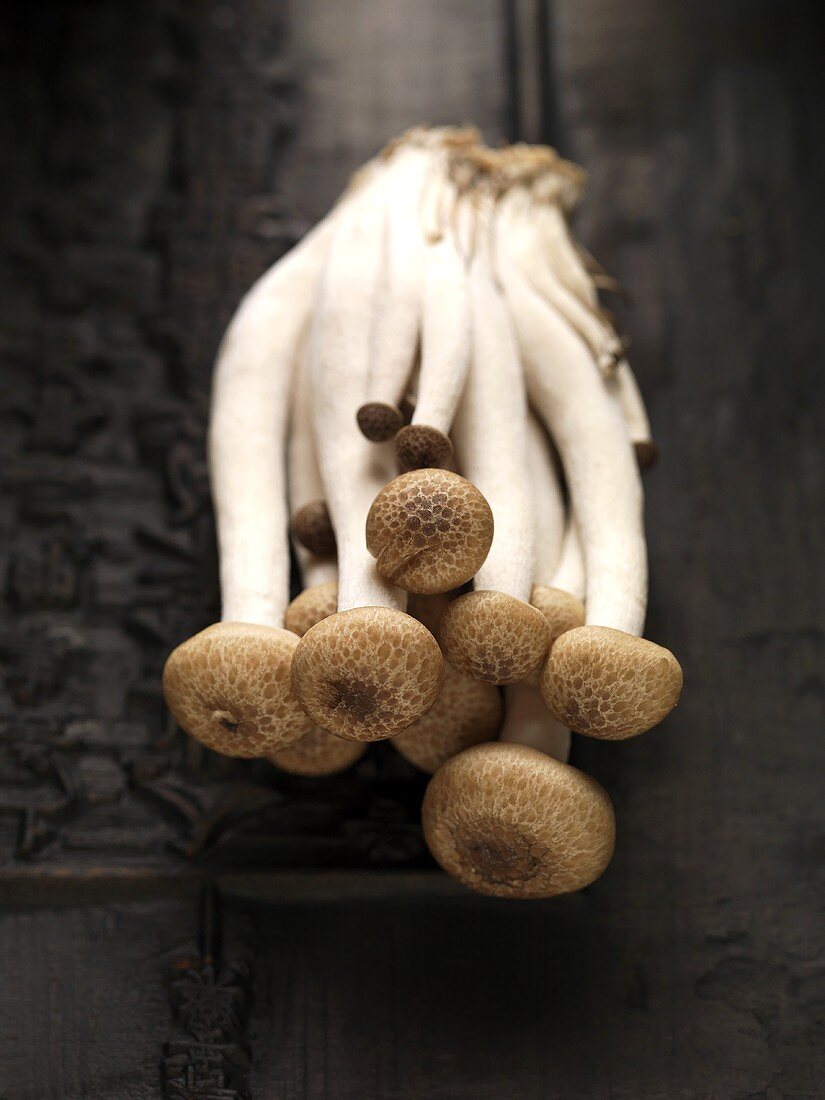 Fresh shimeji mushrooms on tea brick