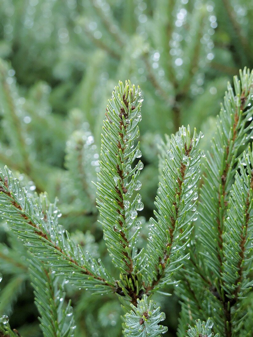 Dew drops on a conifer