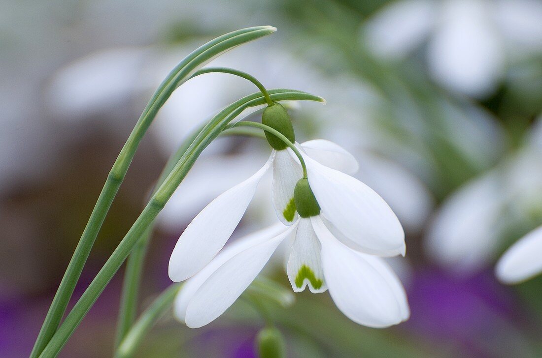 Grossblütiges Schneeglöckchen (Galanthus elwesii)