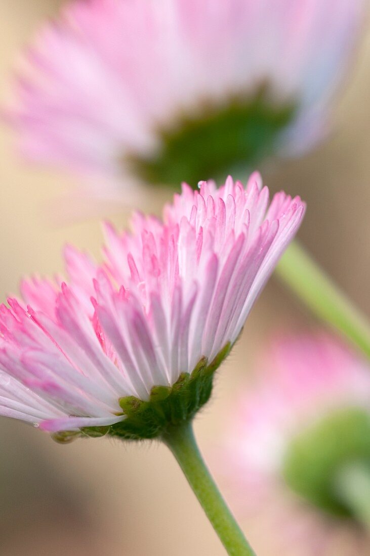 Gänseblümchen (Nahaufnahme)