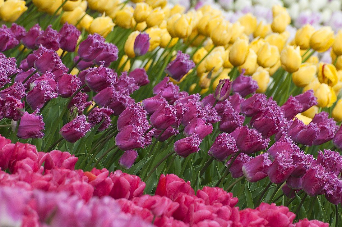 Tulpenbeet (Keukenhof, Holland)