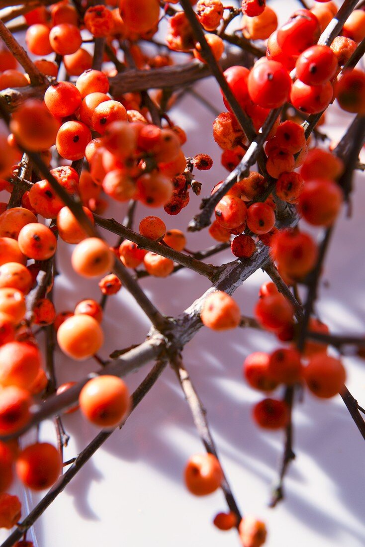 Sprigs of holly berries