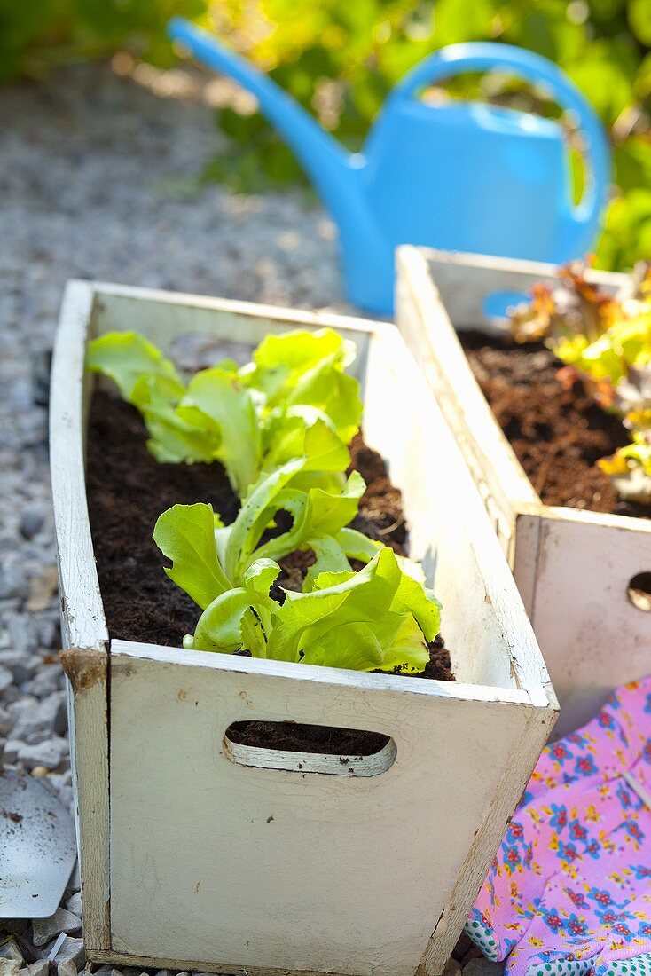 Lettuce seedlings in wooden planting boxes